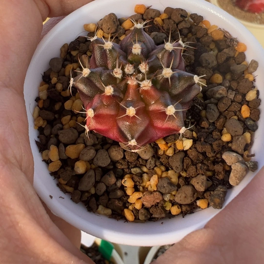 750 好看的米哈冲冲冲