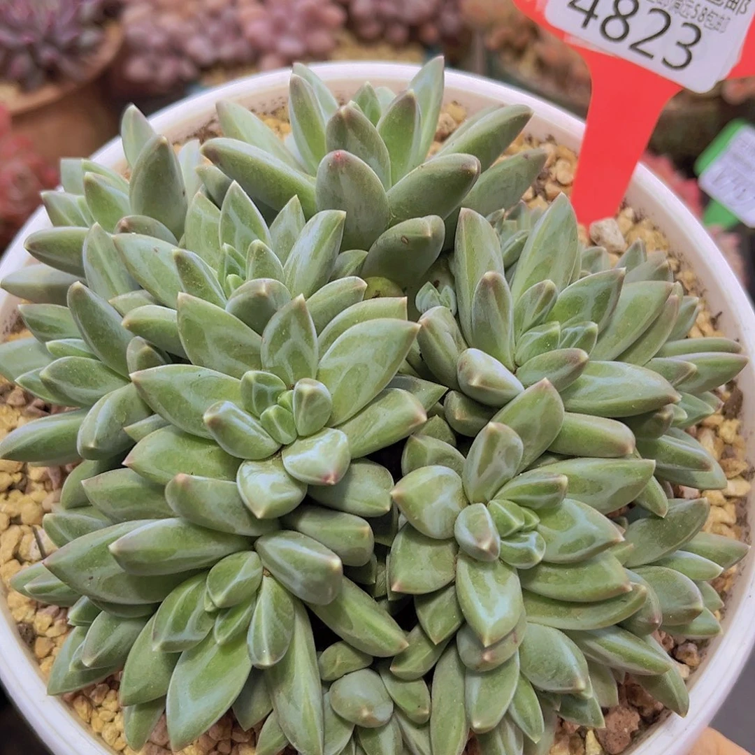4823彩翼美人多肉植物