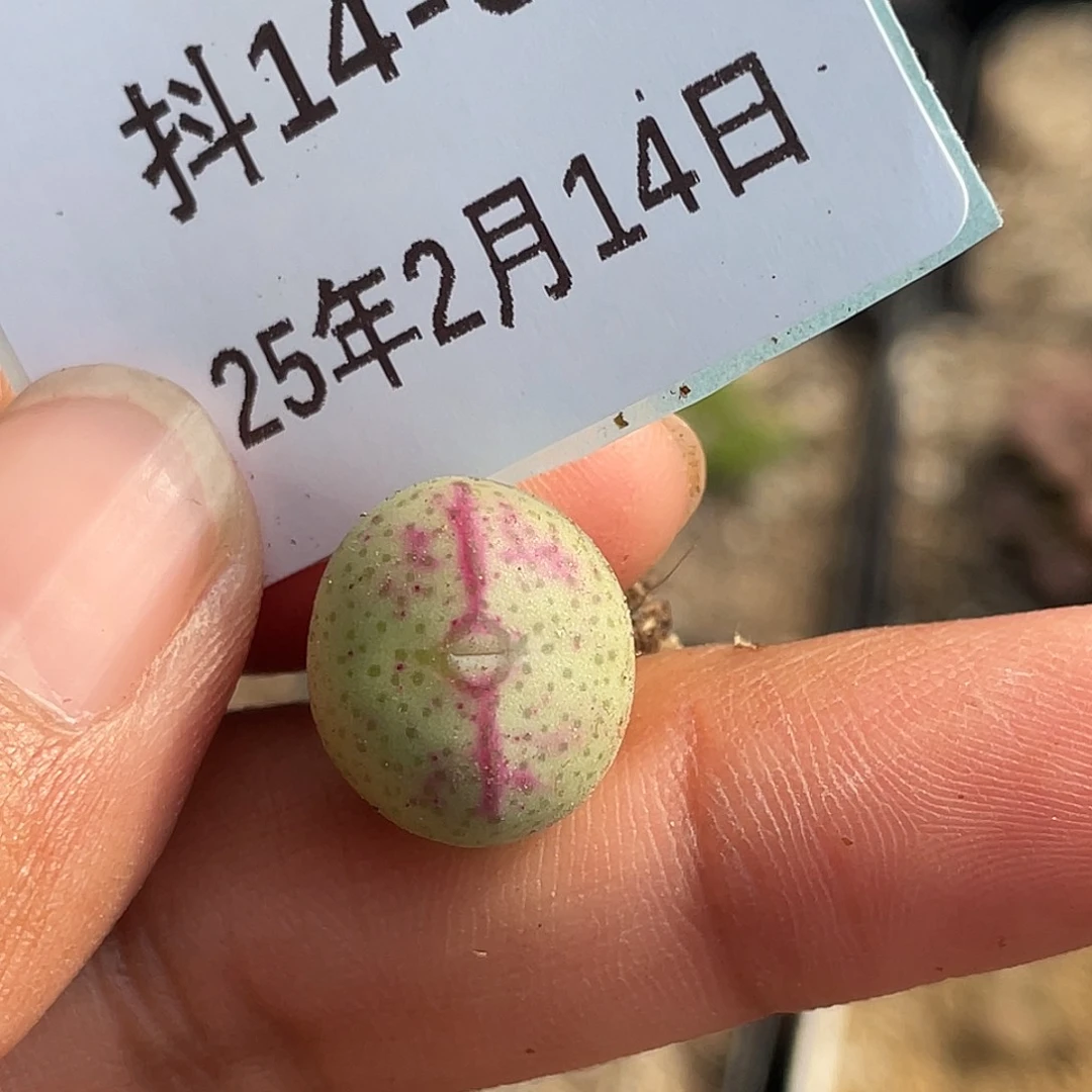 14-36肉锥多肉植物