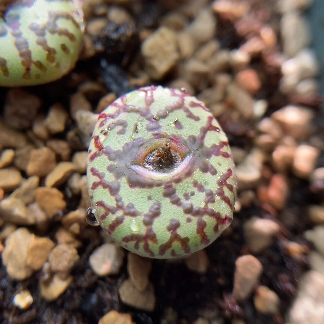 Ckf2霓虹一颗包邮