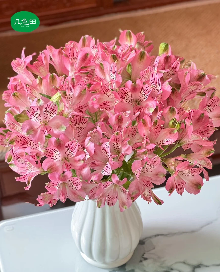 进口粉----水仙百合云南直发鲜花云南花插花鲜花