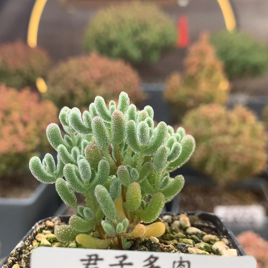 c460冰晶枝干番杏