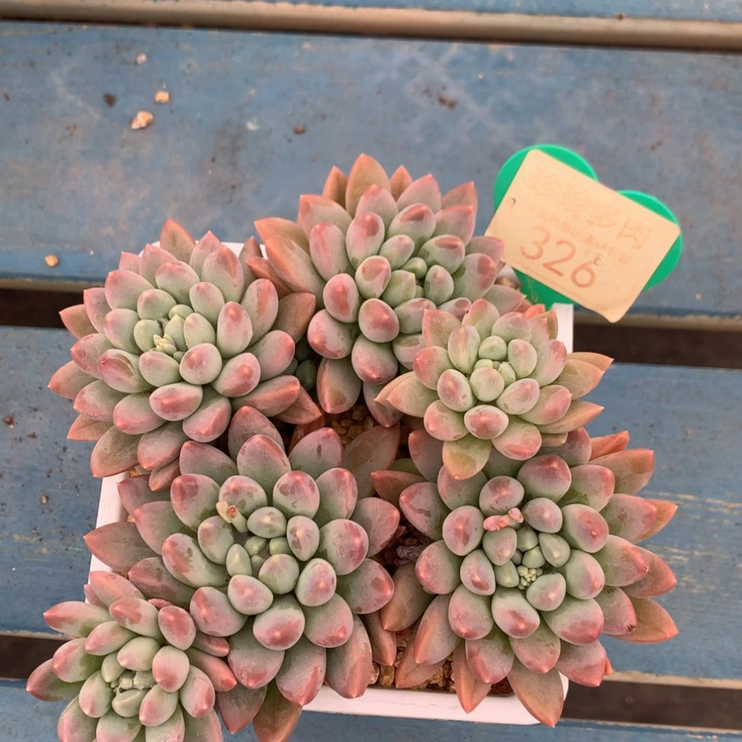 七彩奶糖无砍平头326