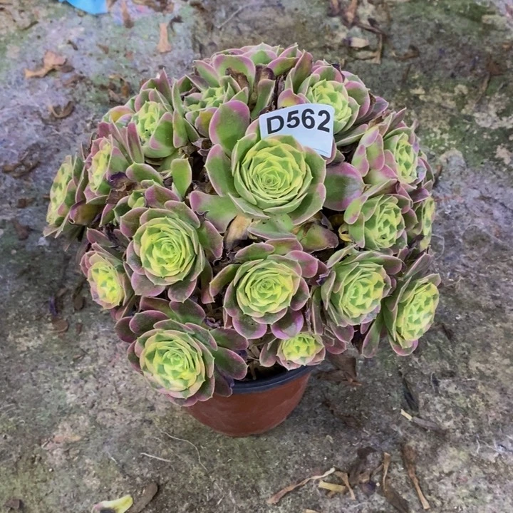 白凤多肉植物562