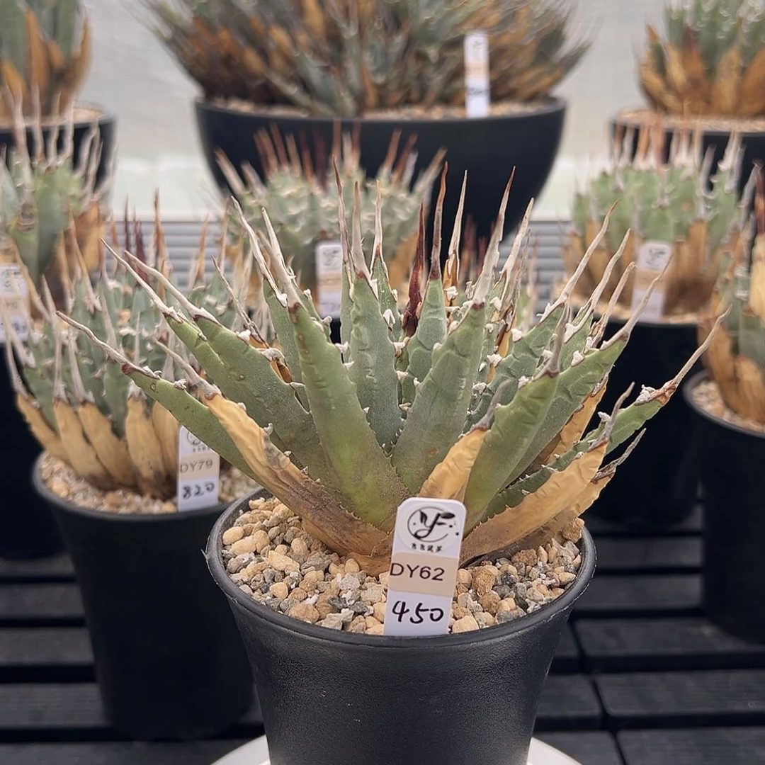 无花朵熟桩折后价
