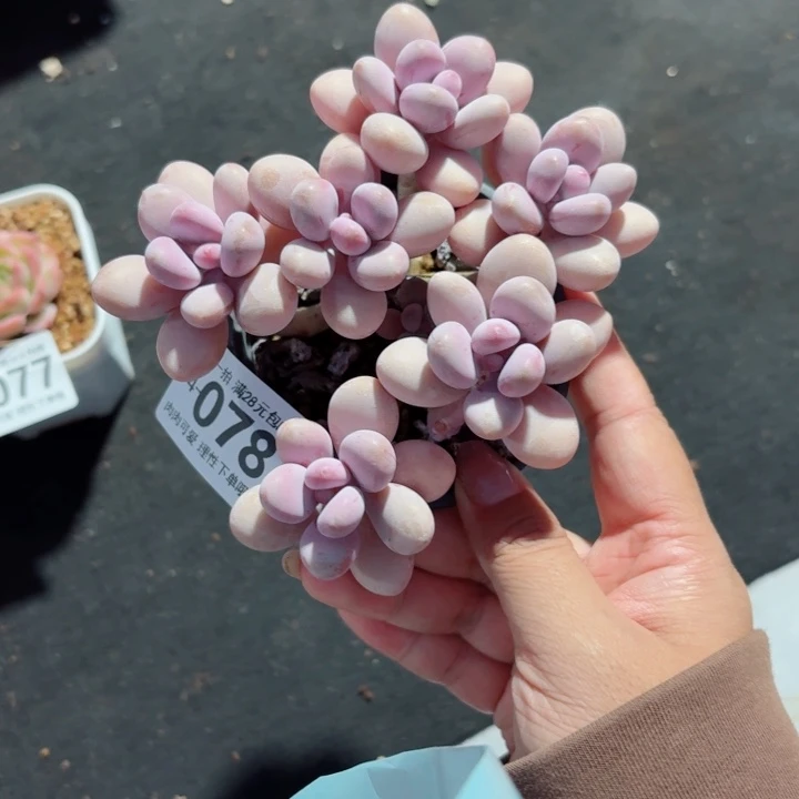 桃蛋无盆土发货多肉多