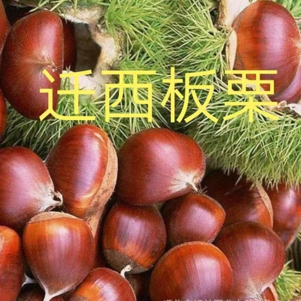 迁西新鲜板栗发5斤