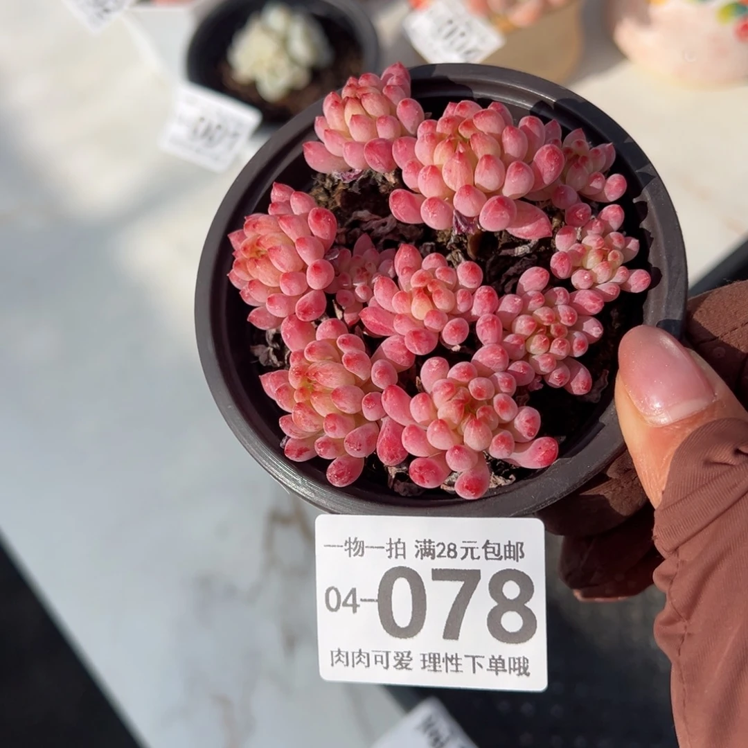 烟花多多肉多肉多肉多肉