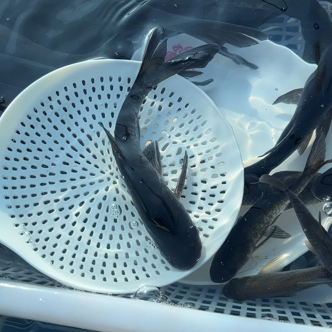 嗯***青鱼20-25公分7条