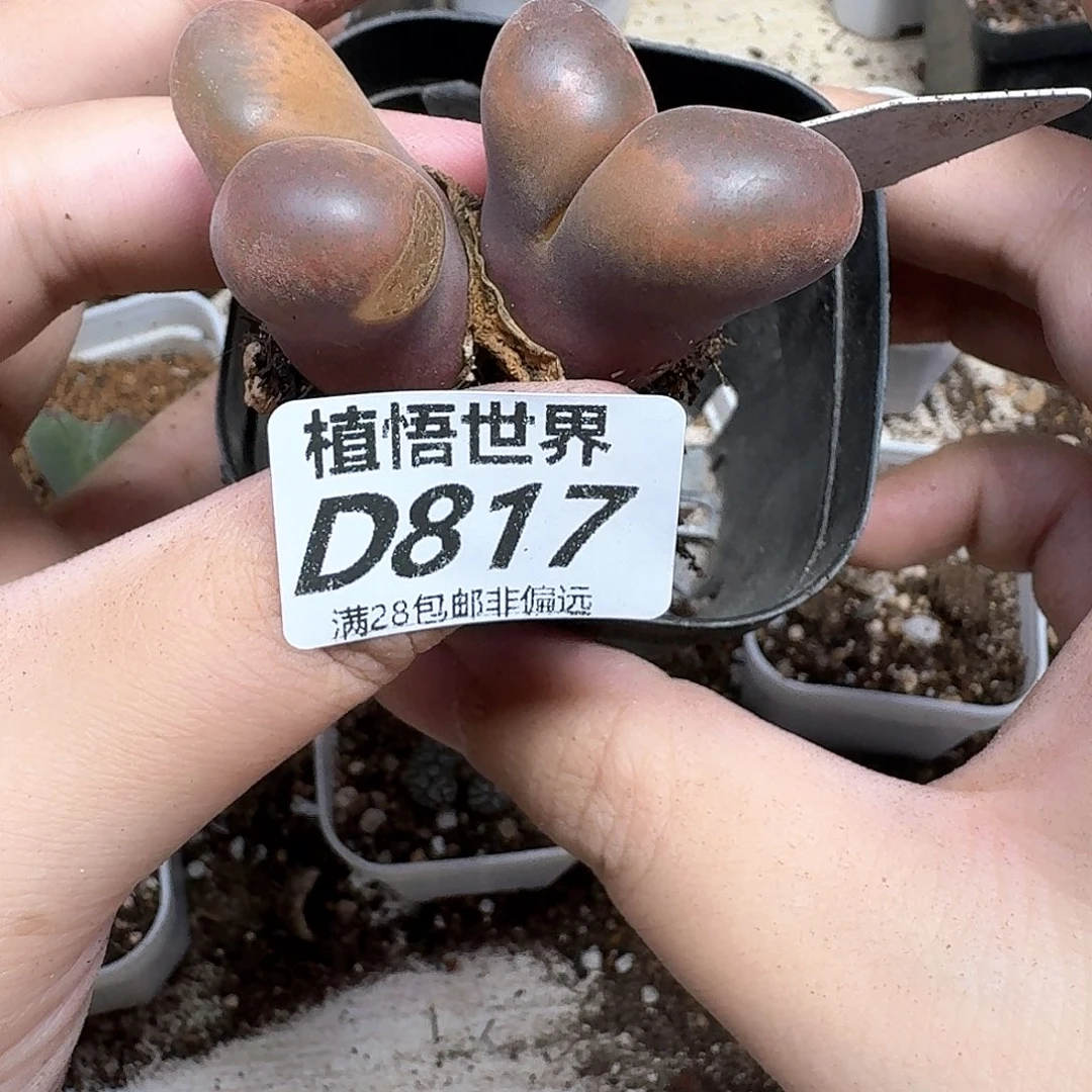 多肉植物的润泽fd