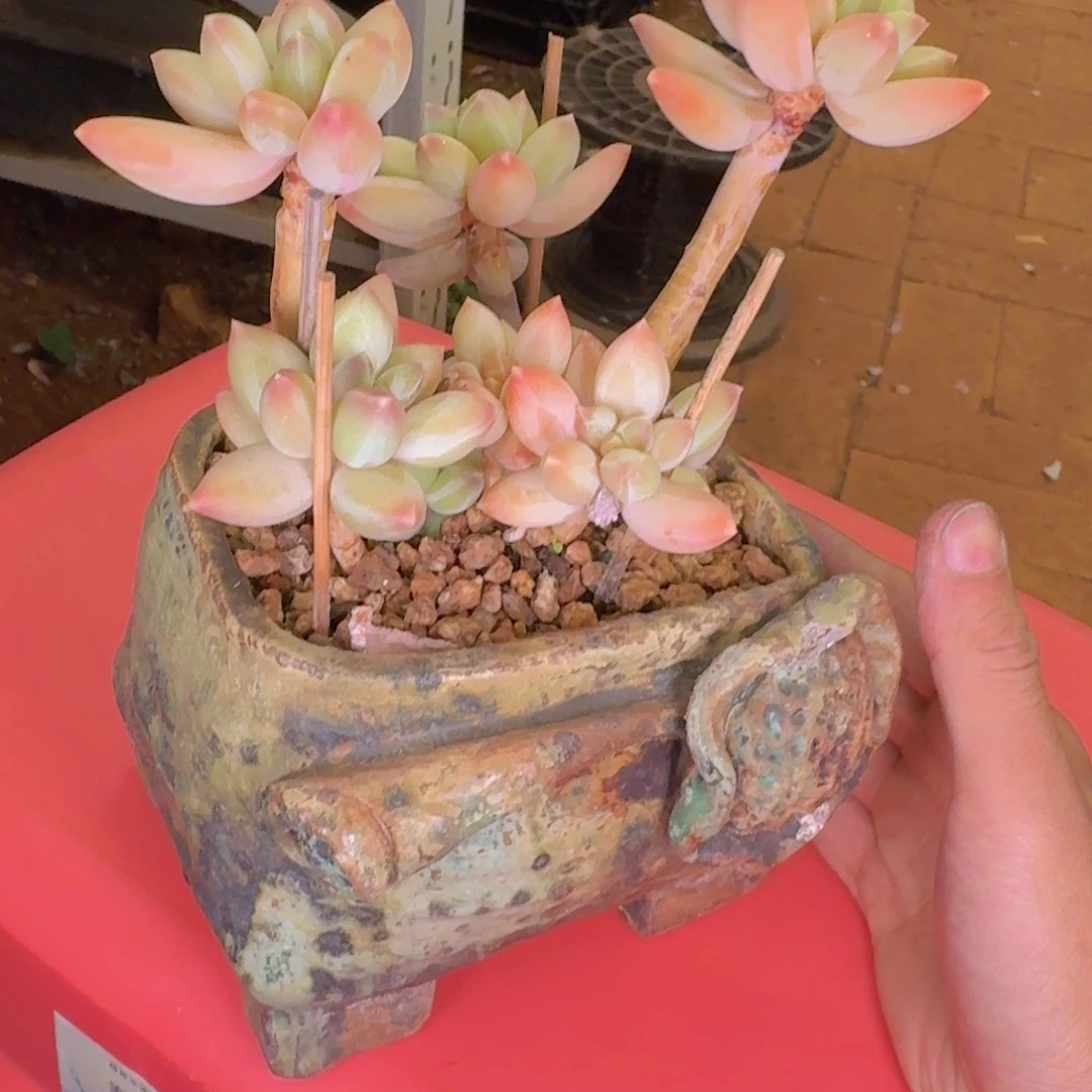 喜***狼多肉植物和植物等