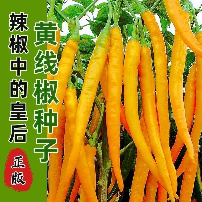 【满五包包邮】黄线椒种子黄贡椒种子香辣高产黄小米辣椒正品黄椒种