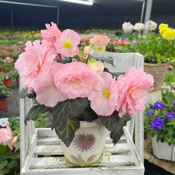 【芭蕾粉】重瓣夫妻海棠室内花卉 不包养护