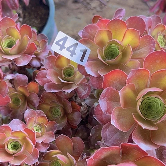 墨*微多肉植物一个有砍