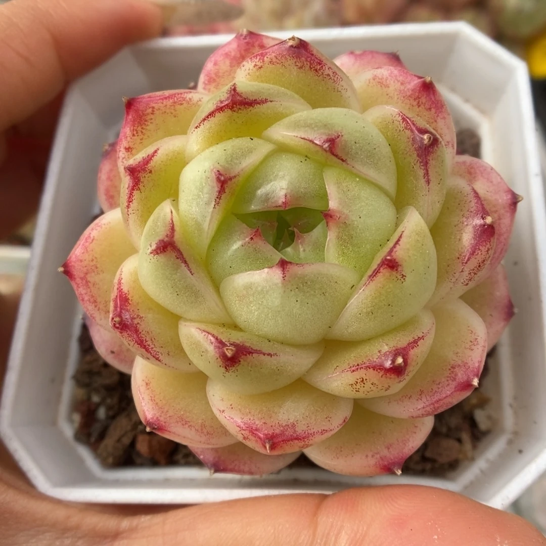 菠萝蜜麦秆309号。