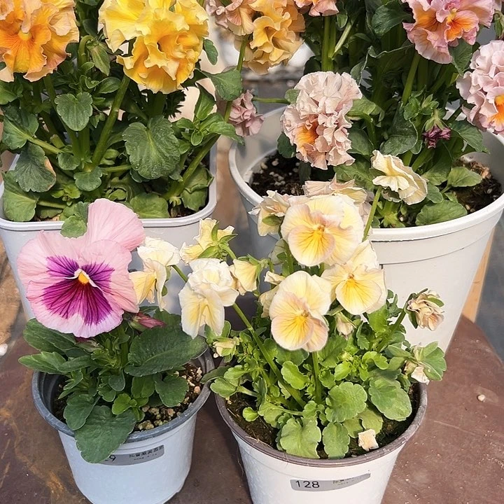 木抖音直播闪拍128/129