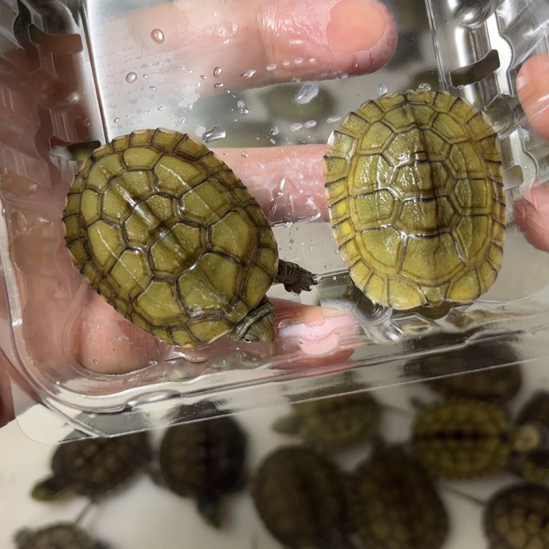 绿毛龟母9号绿毛8888