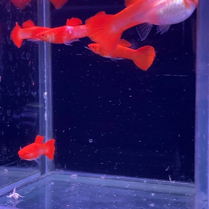 东***人孔雀鱼大红头20条包邮