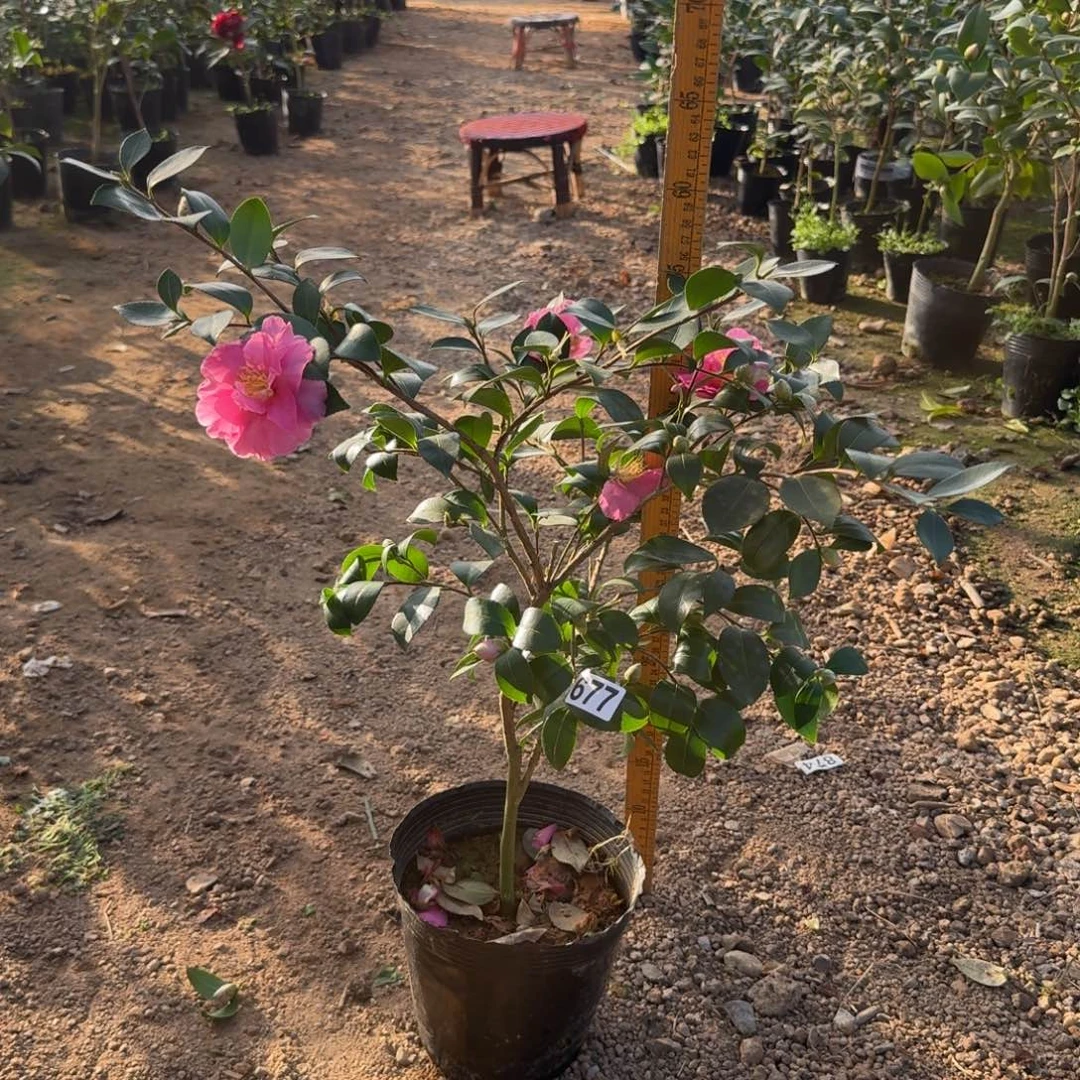 少量花朵（建议范围：2朵-5朵 或40%以下）677昭和