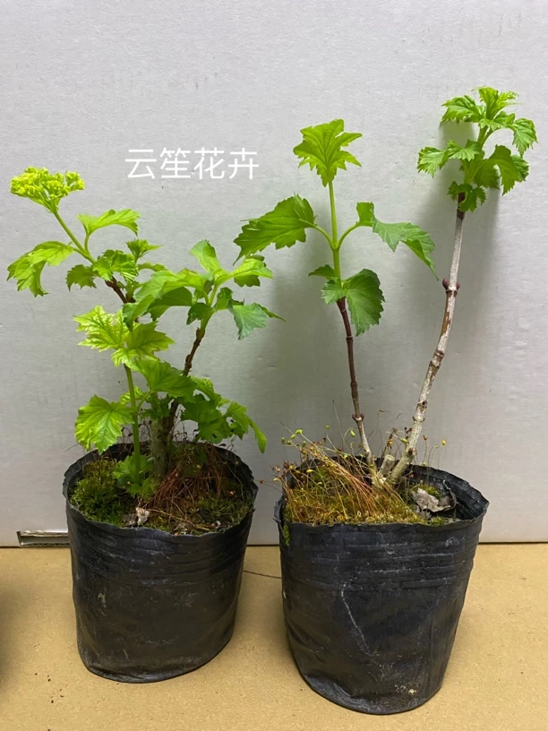 欧洲木绣球大苗茉莉木本乔木耐寒白色庭院地栽大花球形古典曼陀罗