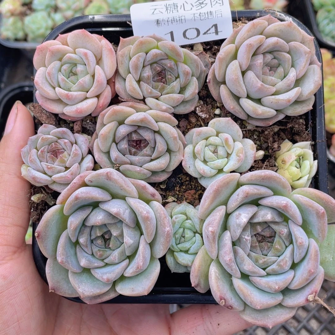 云糖心多肉植物104