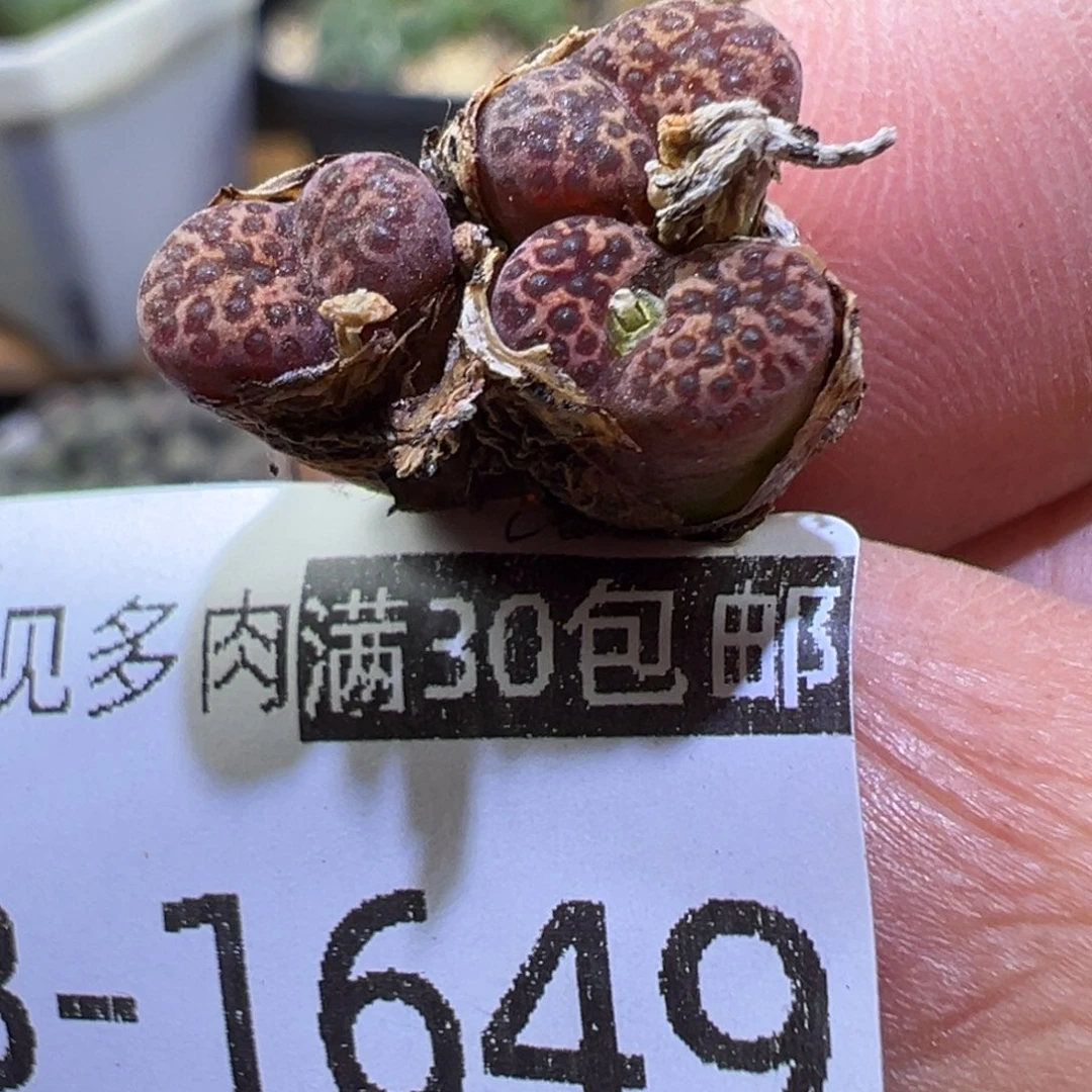 多肉植物11111111111