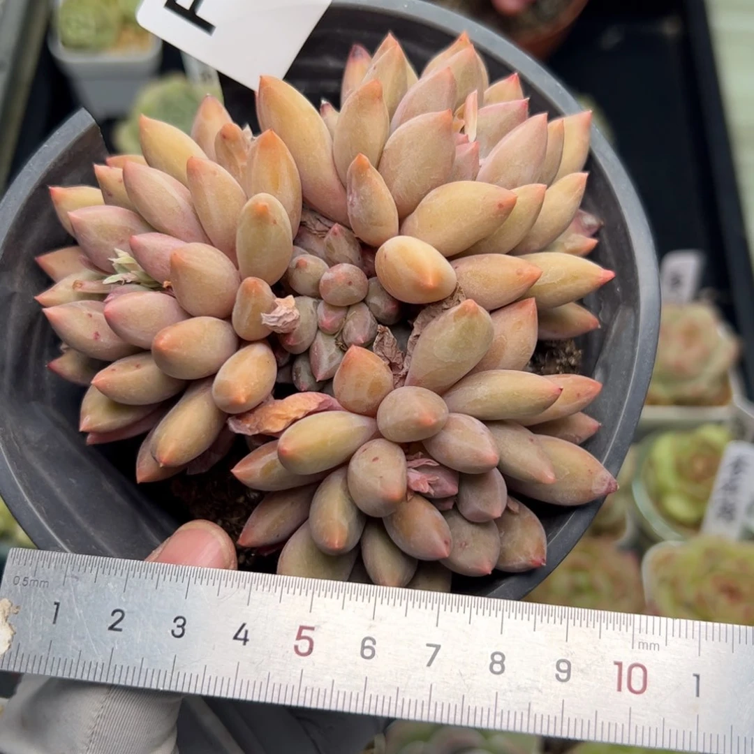 459 多肉植物组合盆栽