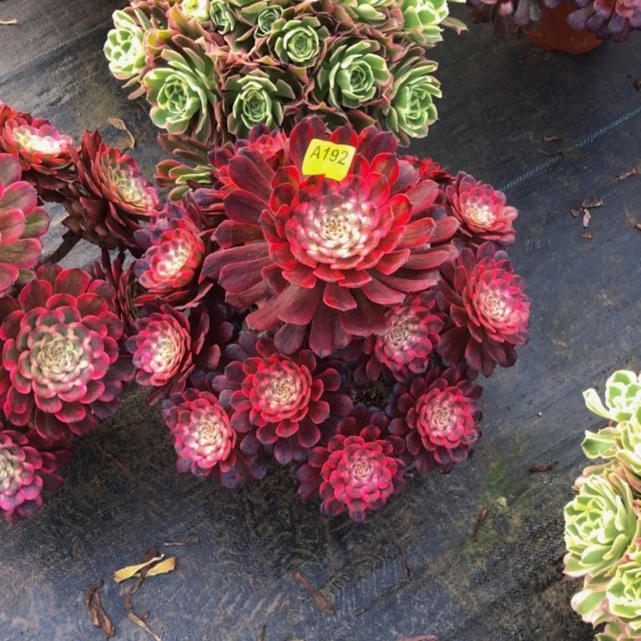 红金钢多肉192000000000