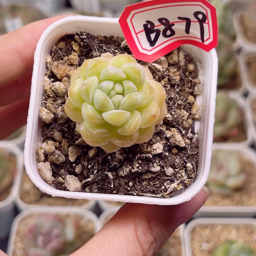B879 小奶龙一物一拍 珍妮放漏18包邮