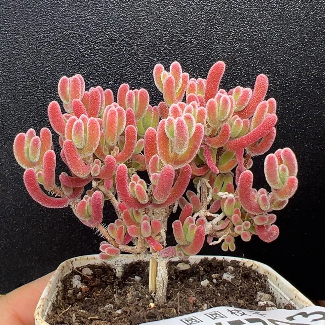 dy5793直杆荔枝糯米糍冠幅6.5cm