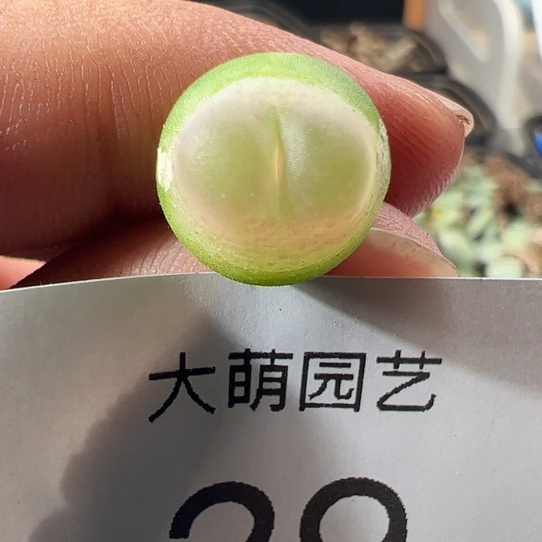 一物一拍。          29