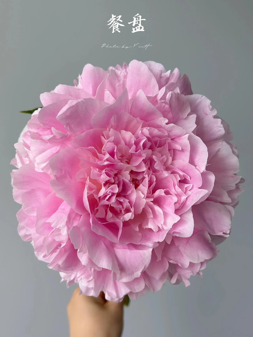 餐盘芍药-阴凉处养护怕热怕风发货根部不包水