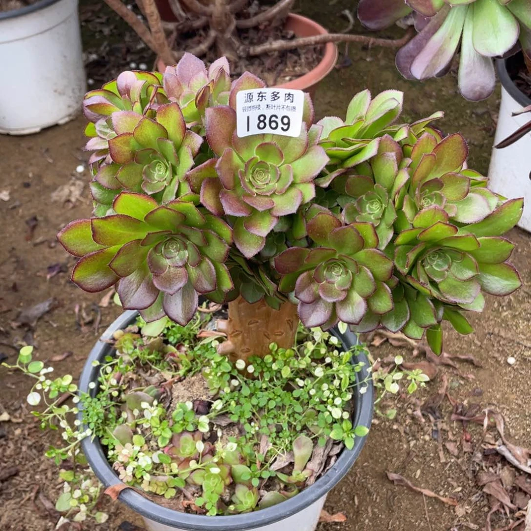 869荷兰缀多肉法师断枝不包