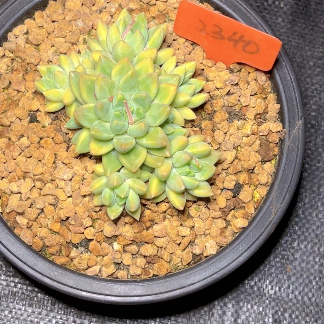 可***狗2340号晚上多肉植物群生多肉植物