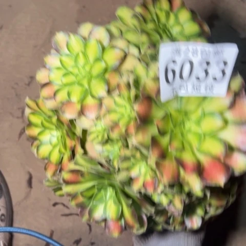 韶华多肉植物法师6033