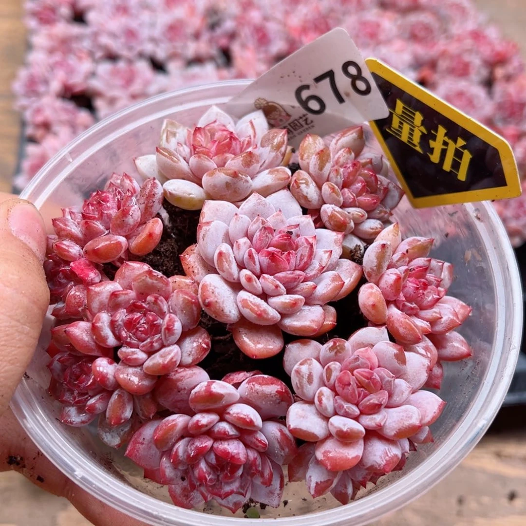 多肉植物多肉植物