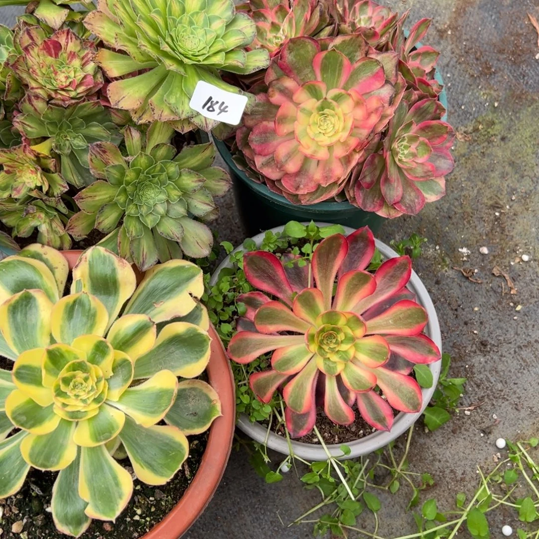 184四颗多肉多肉多肉