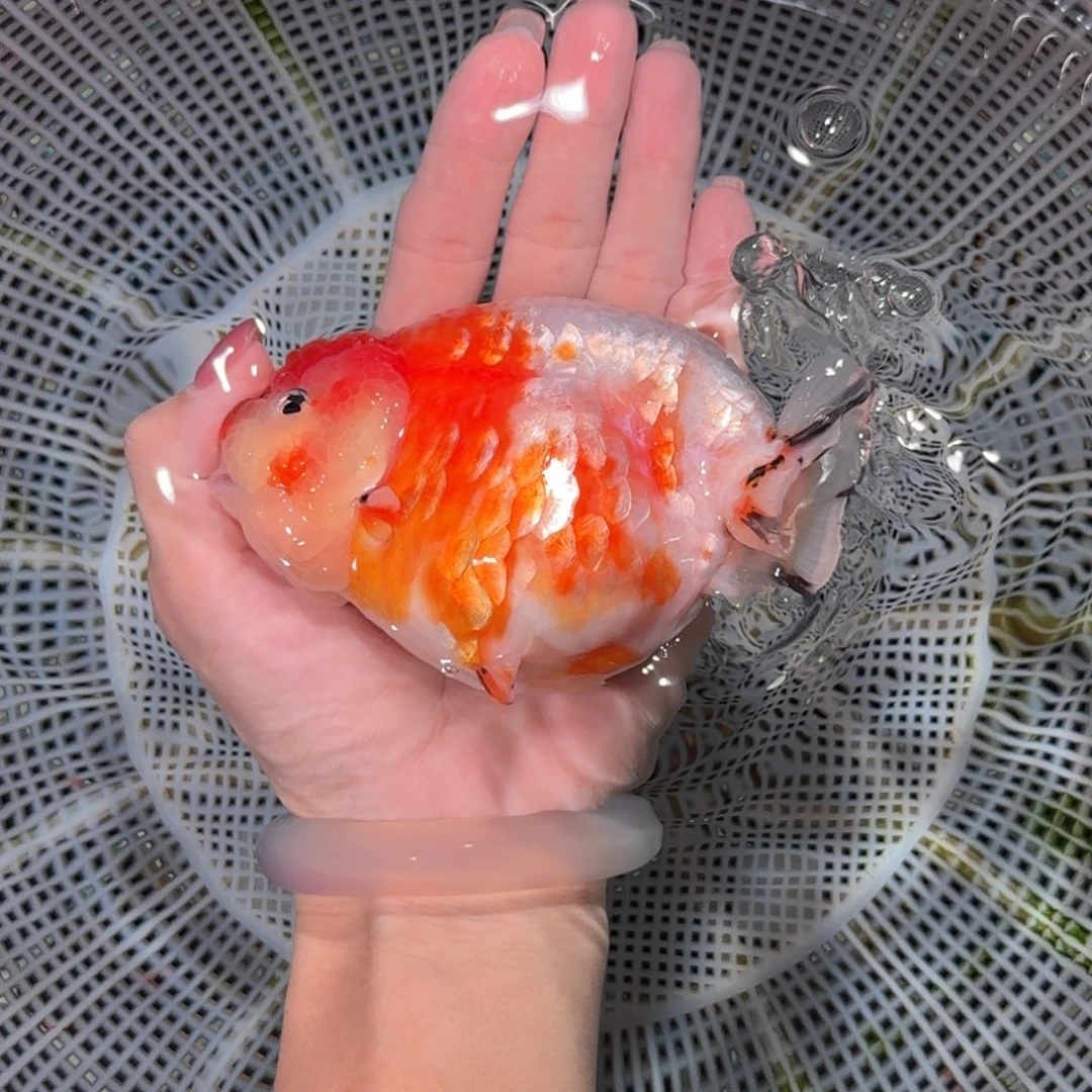 龙睛金鱼精品高货兰寿