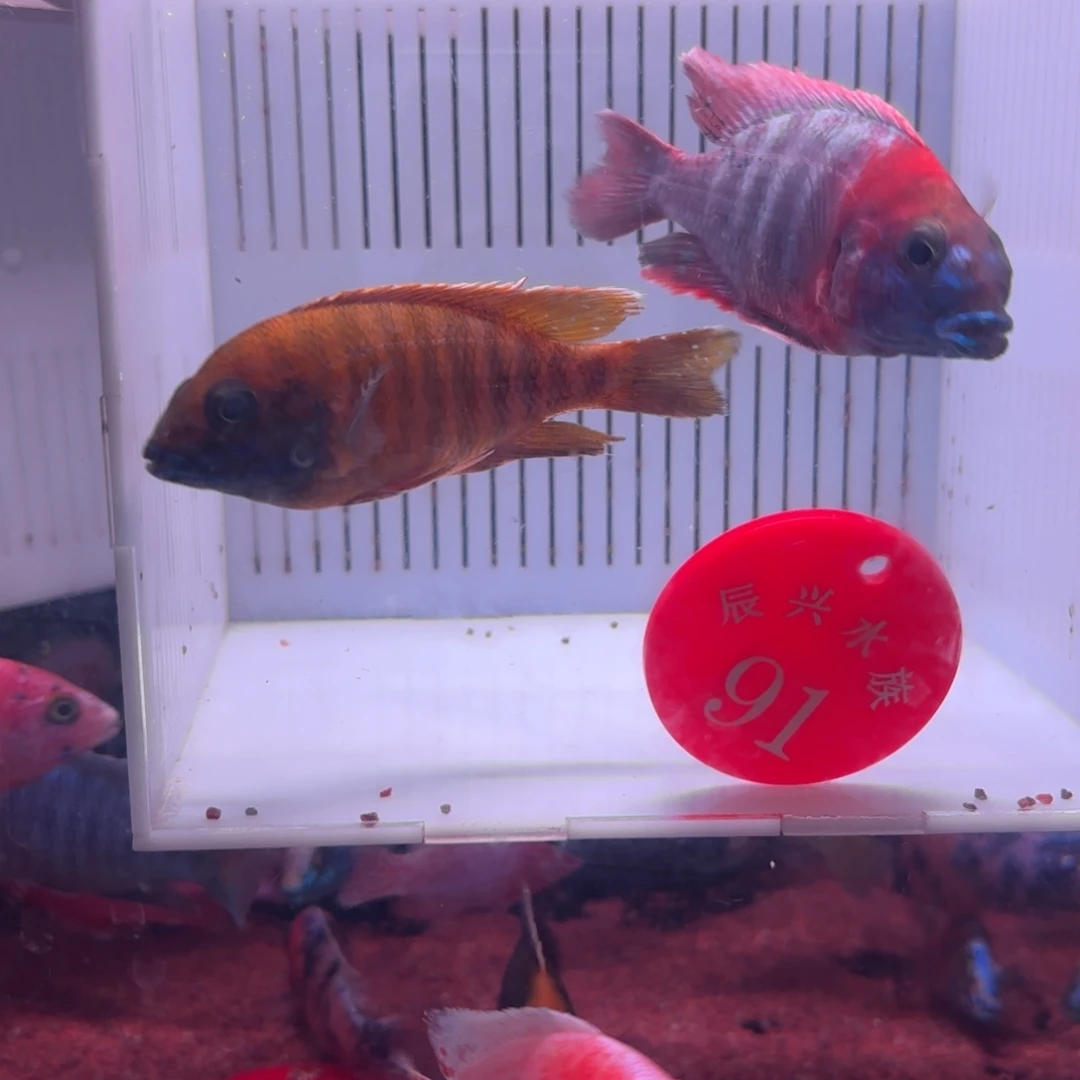 慈鲷鱼直播91号30+20