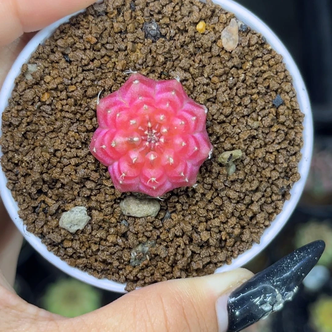 泰系红轮回 带盆土发货