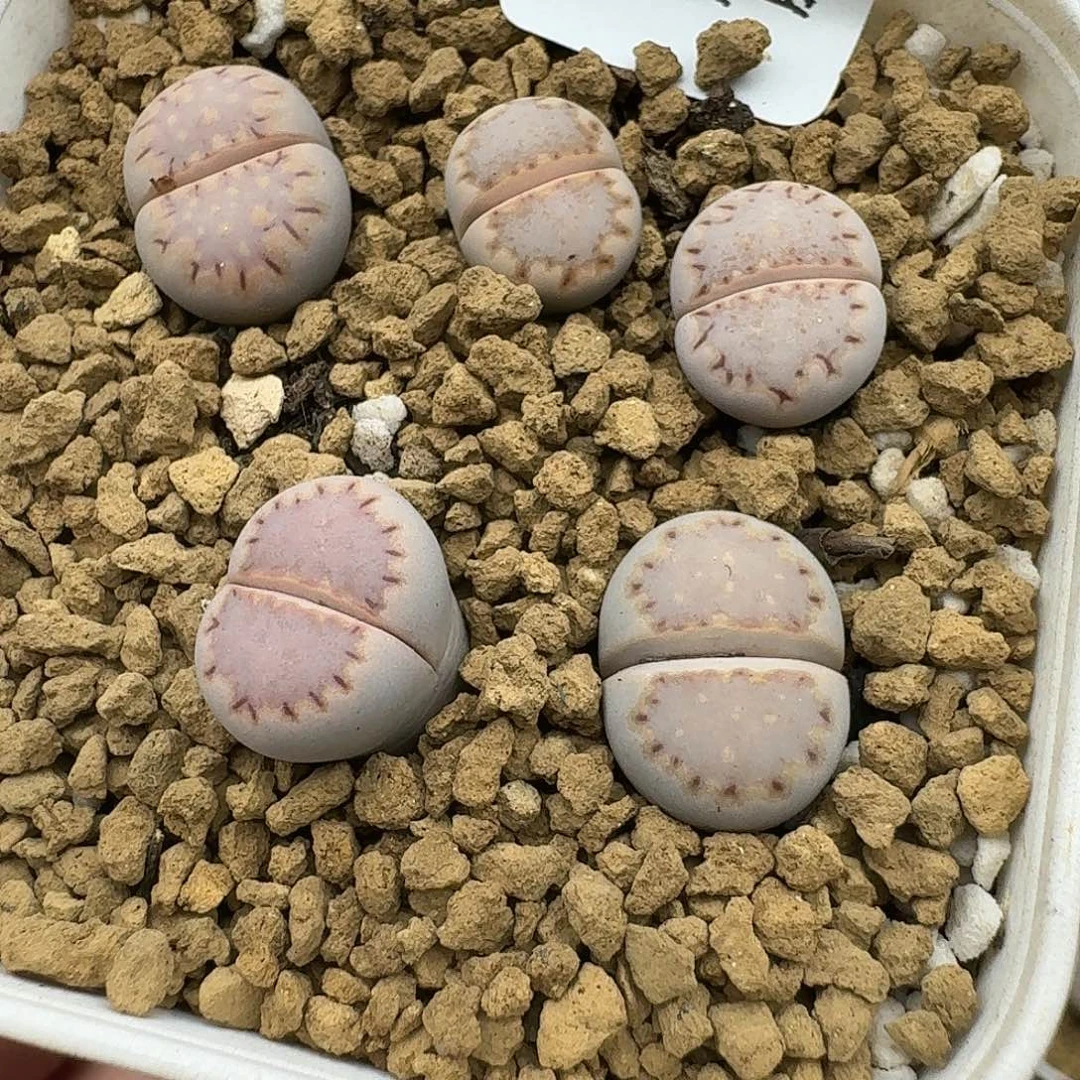 972多肉哈哈哈哈哈哈哈