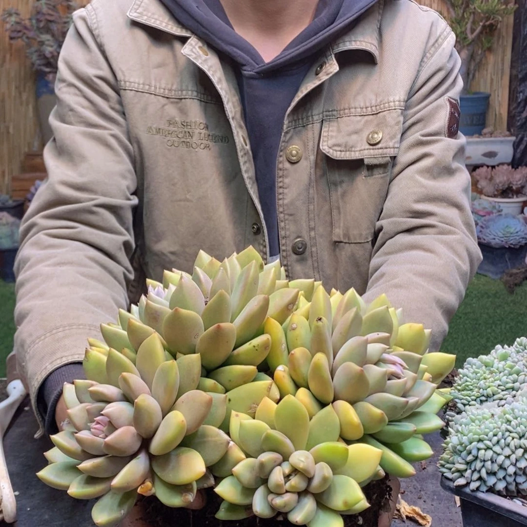 我***牛F157号象牙多肉植物