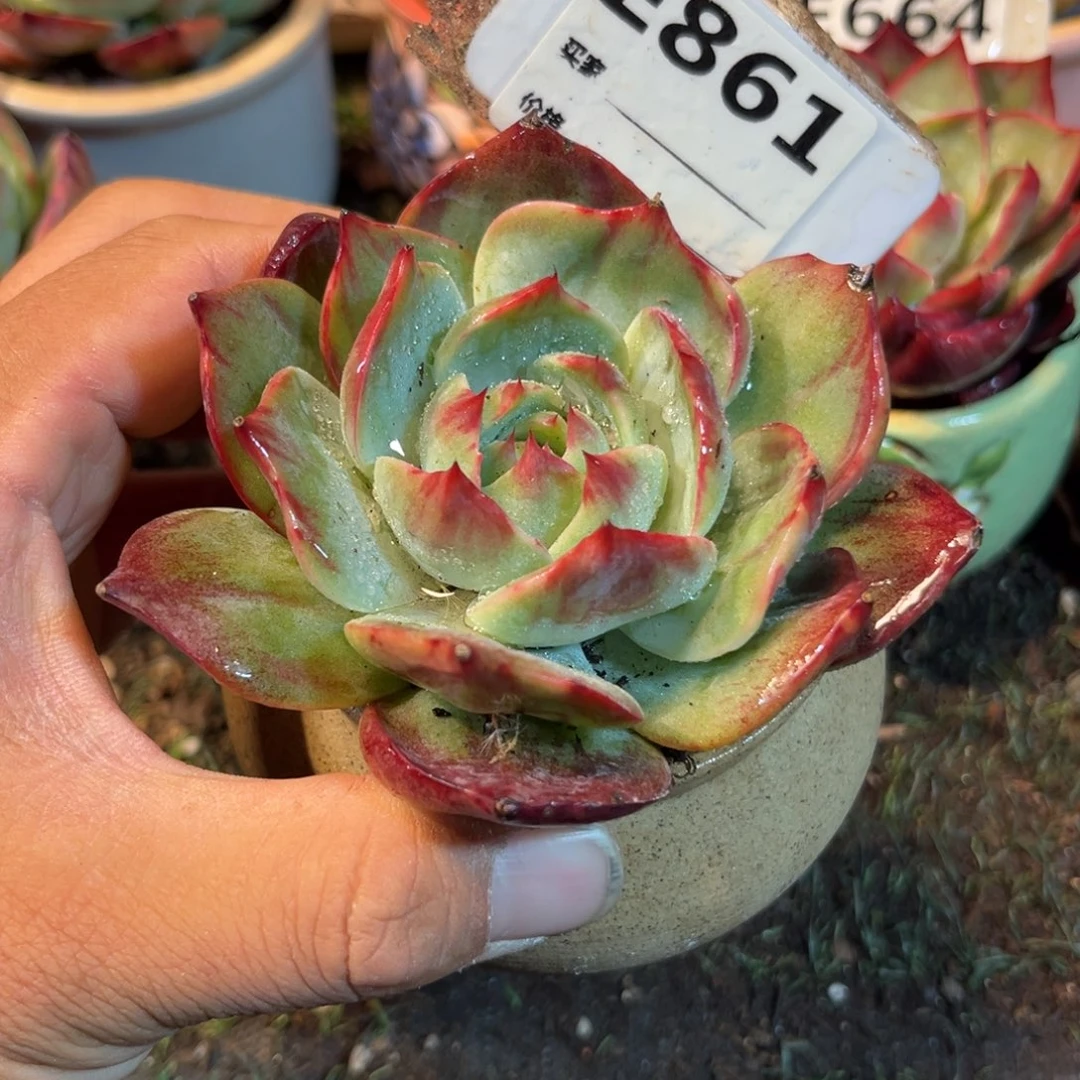 惊鸿一瞥861号多肉