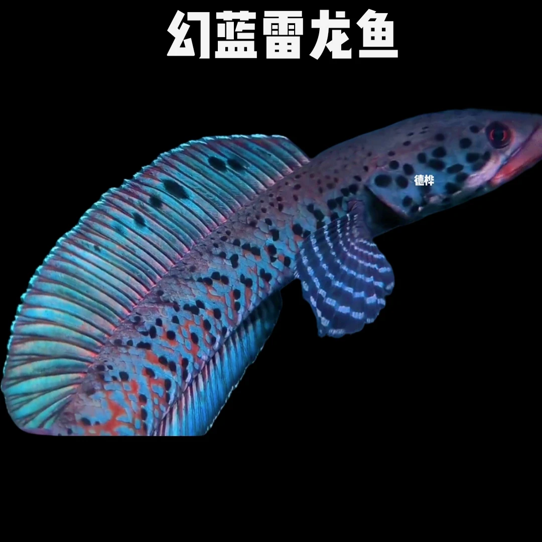 幻彩蓝宝石雷龙  幻幻雷龙 （新手必选）中大型鱼