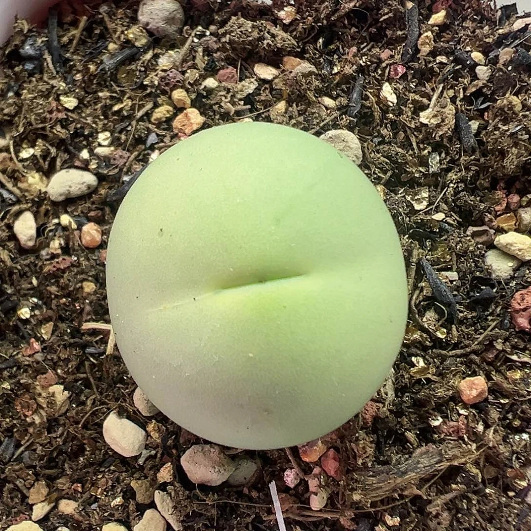 498鸽子蛋带盆土发货