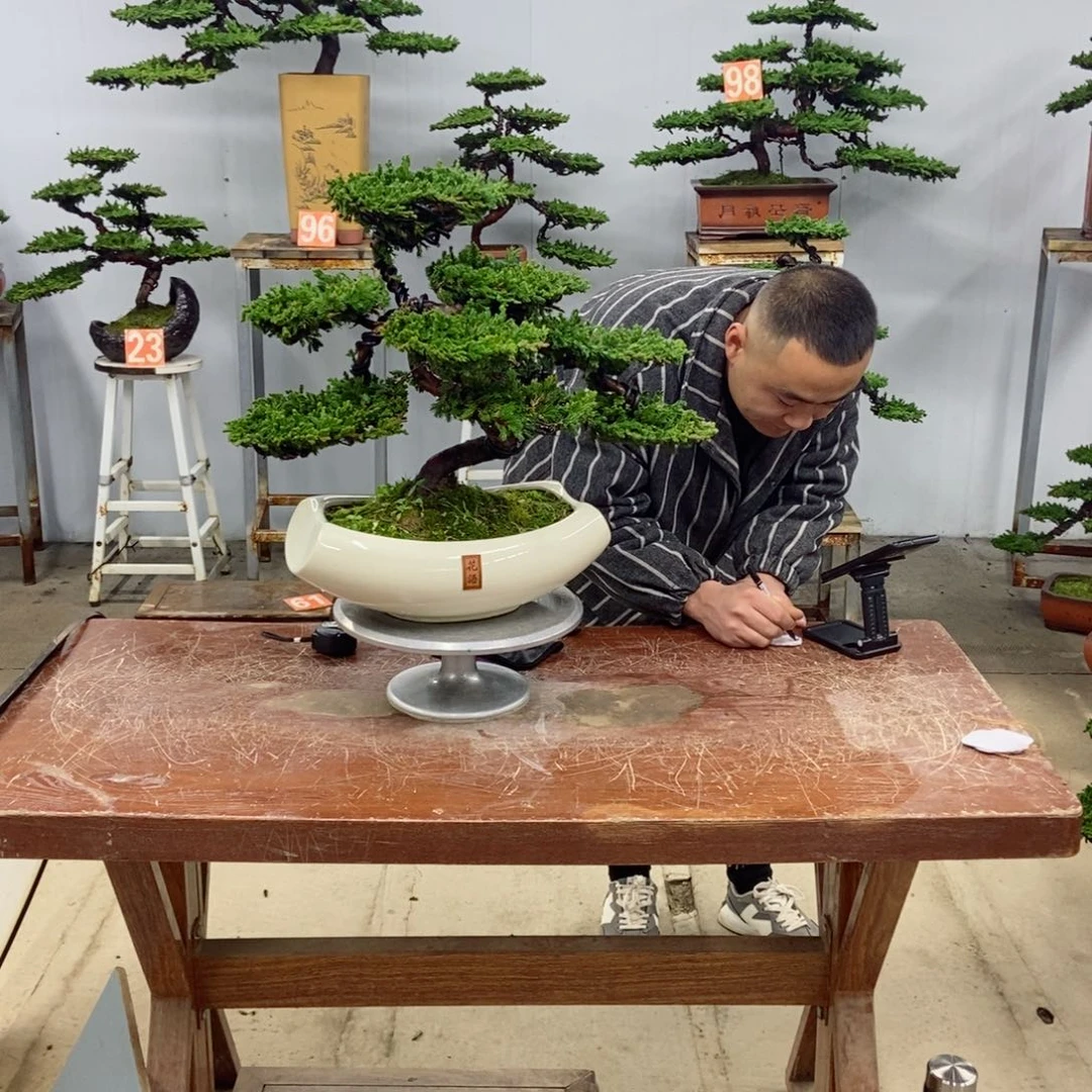 弯***熊无花朵珍珠柏盆景
