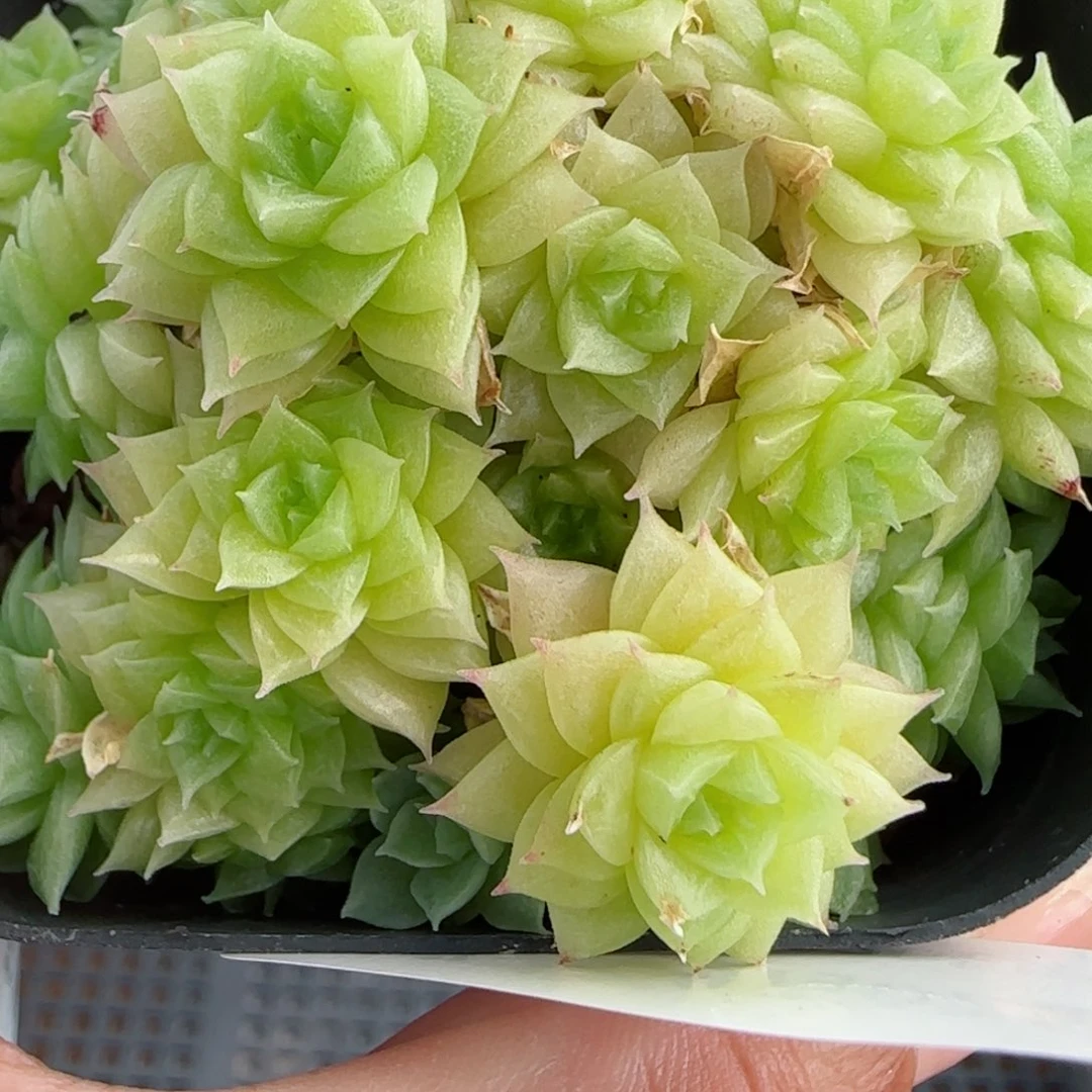 花语逸镜0902-77散