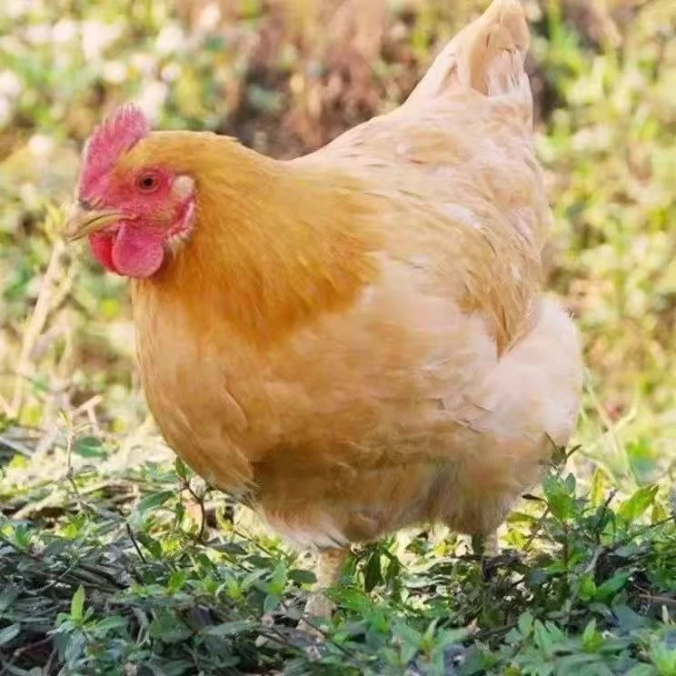 世界硒都 高山散养土鸡  新鲜速冻排酸发货