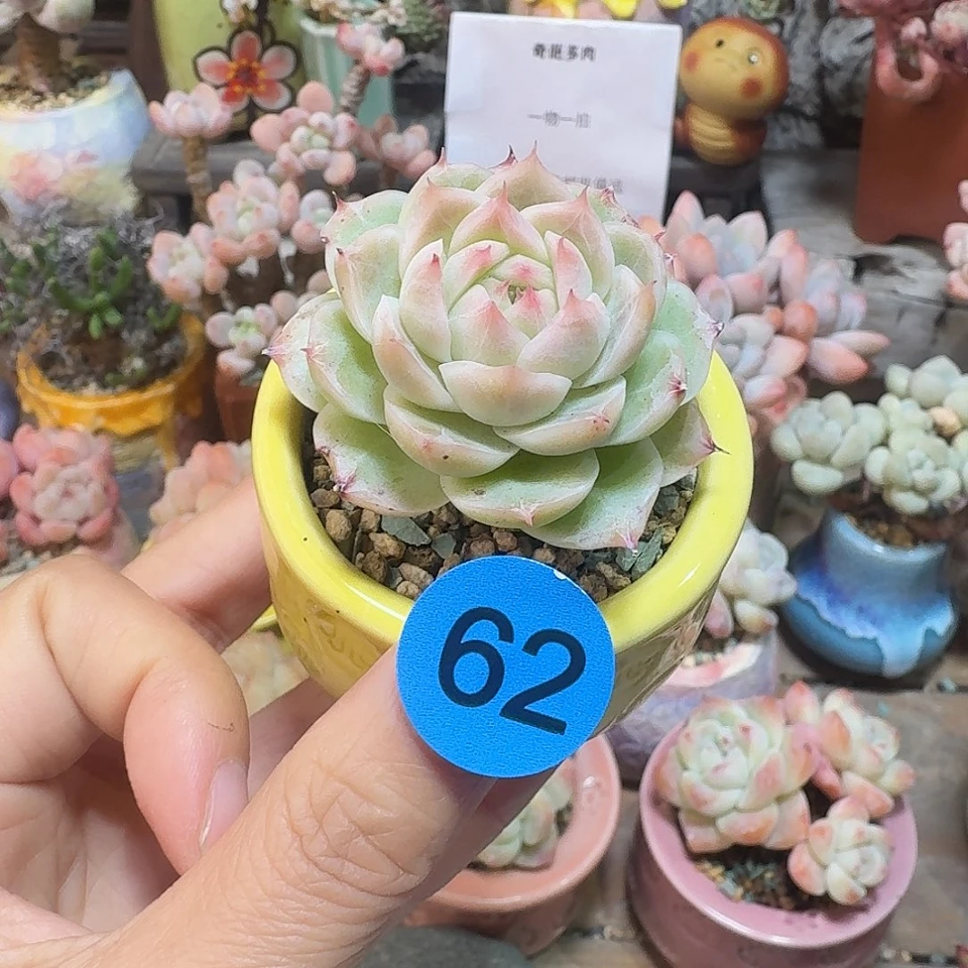 62 多肉含盆土 30元包邮非偏远