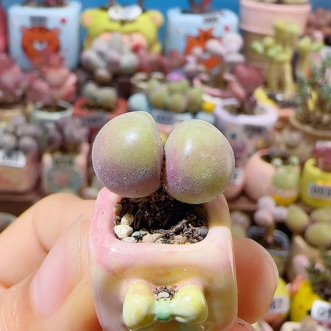 T可爱小毛翠盆口1cm